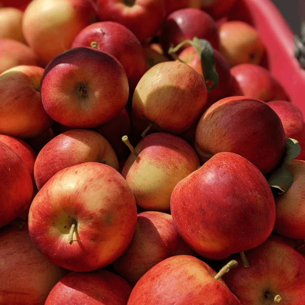 Pomaria Trentino