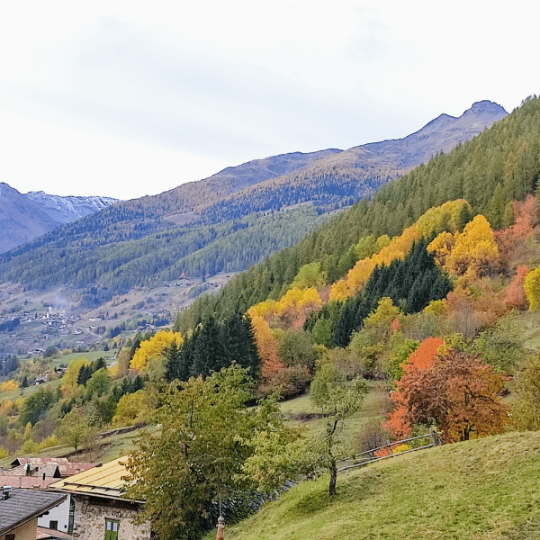 Foliage in Val di Rabbi